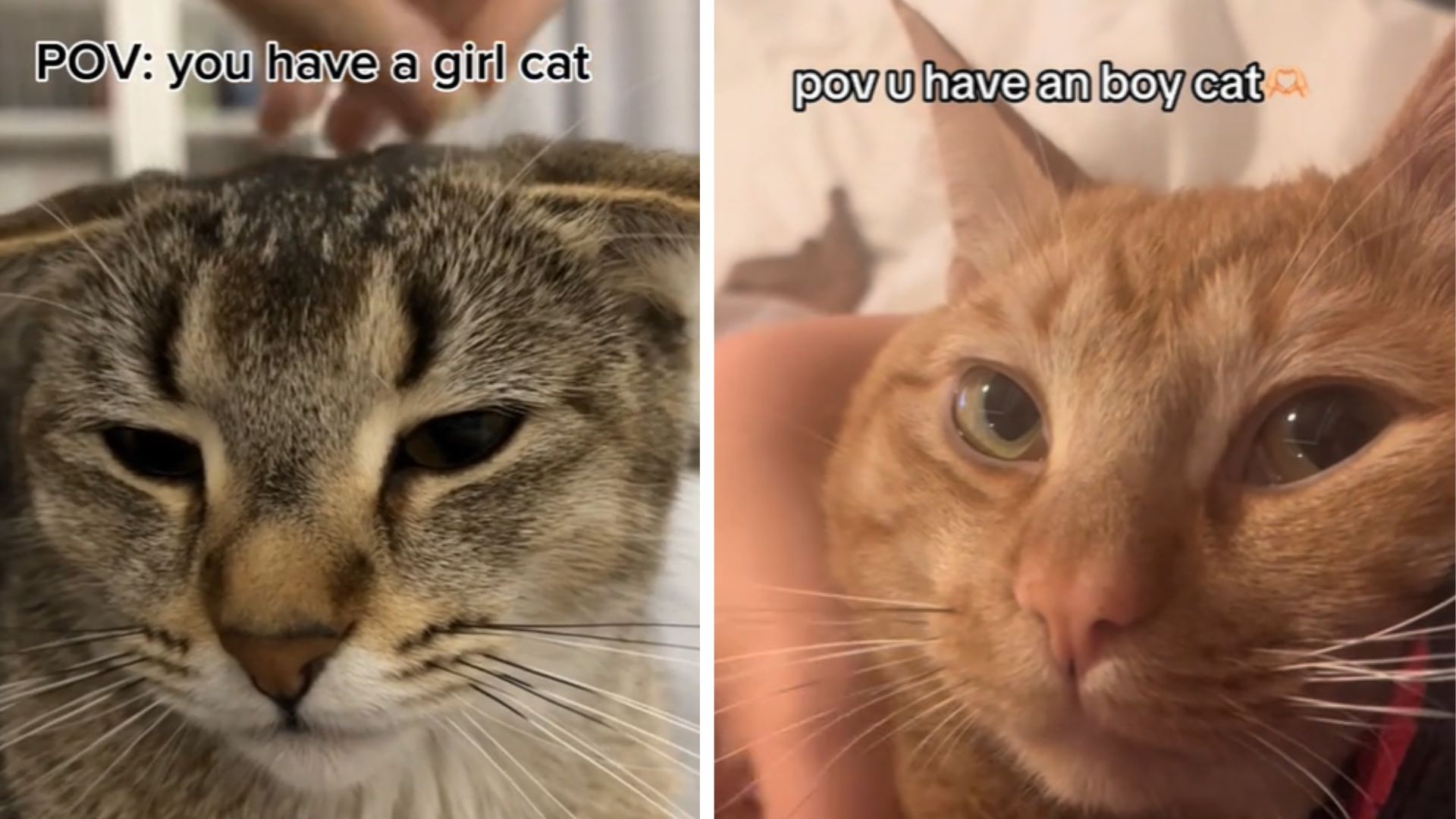 Girl Cat vs. Boy Cat Debate / POV: You Have A Girl Cat