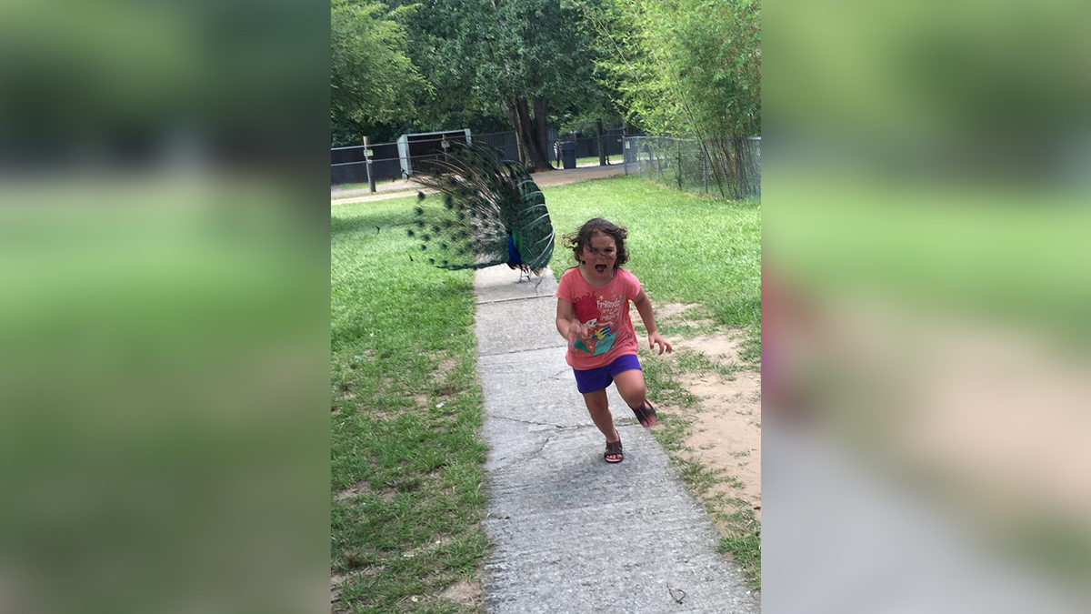 Girl Running From a Peacock Meme Template