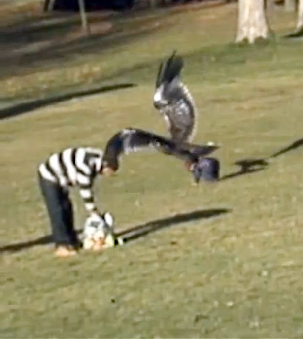 Golden Eagle Snatches Kid