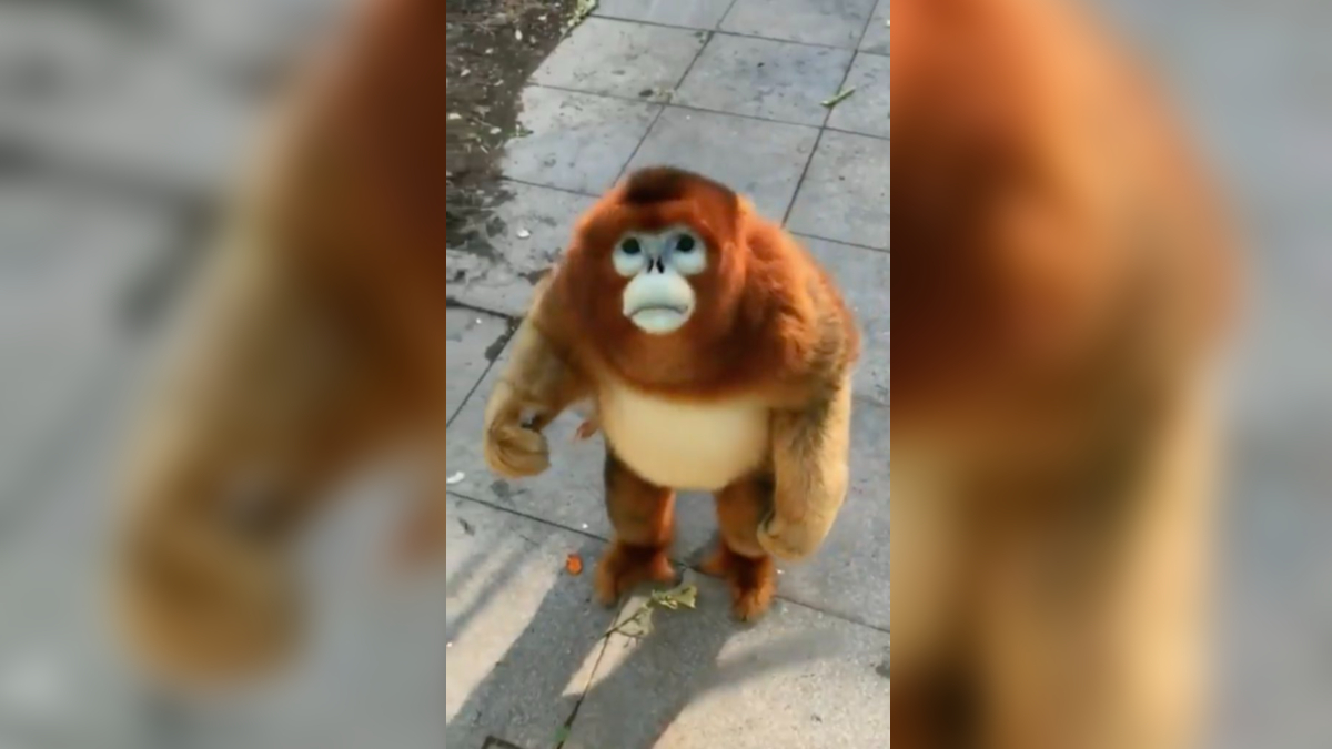 Golden Snub-Nosed Monkey Eating Berries Meme Template