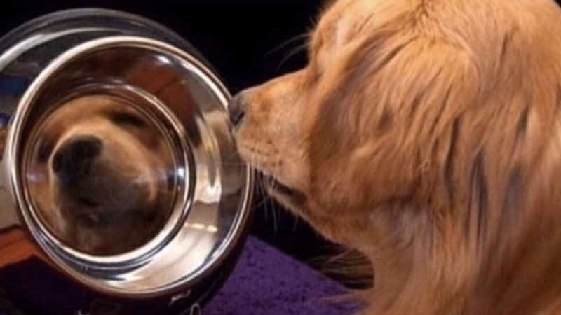 Goodest Boy Meme Template