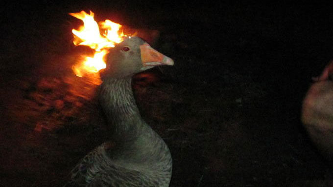 Goose on Fire / Fire Duck