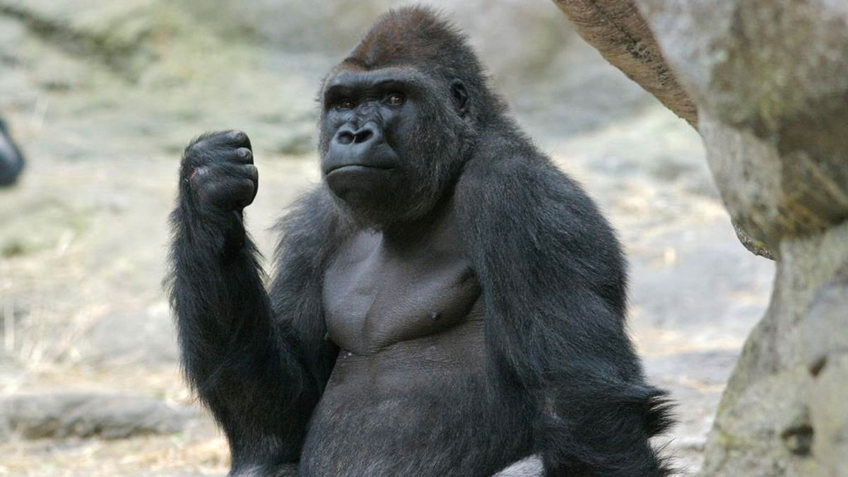 Gorilla Grip / Grip / Grippy (Slang) Meme Template