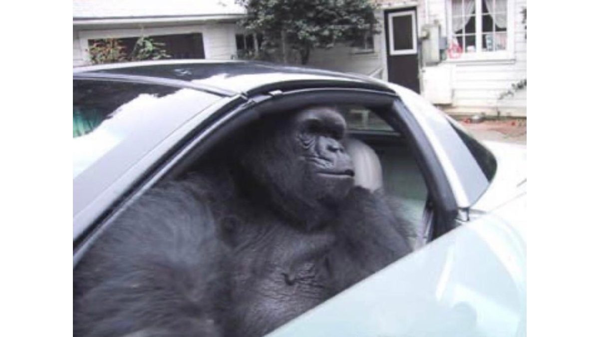 Gorilla In A Fucking Coupe Meme Template
