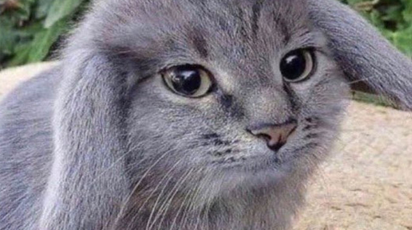 Gray Cabbit Meme Template