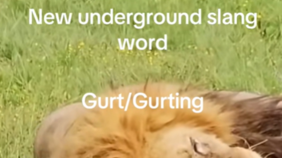 Gurting / Gurt (Slang) Meme Template