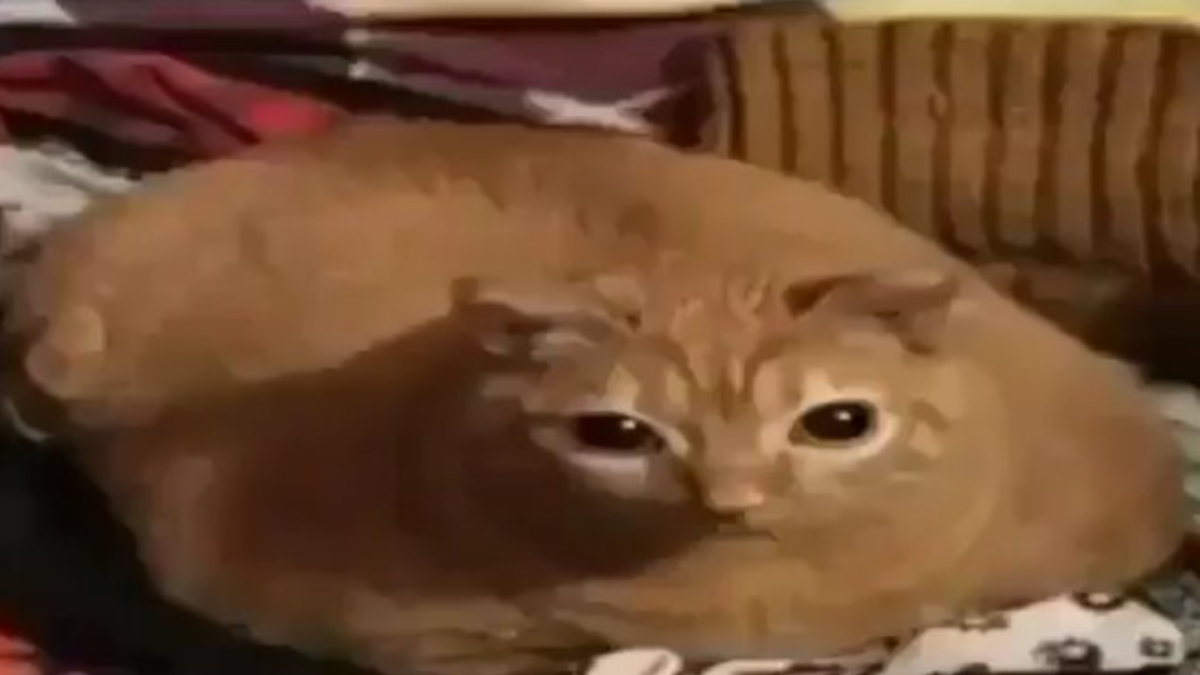 Gwa Gwa Meme Template