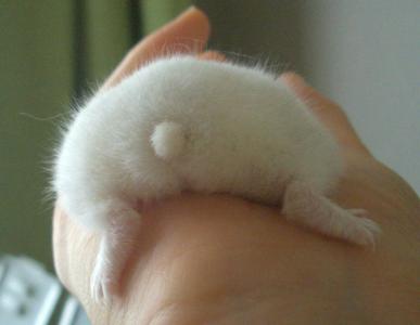 Hamster Butts