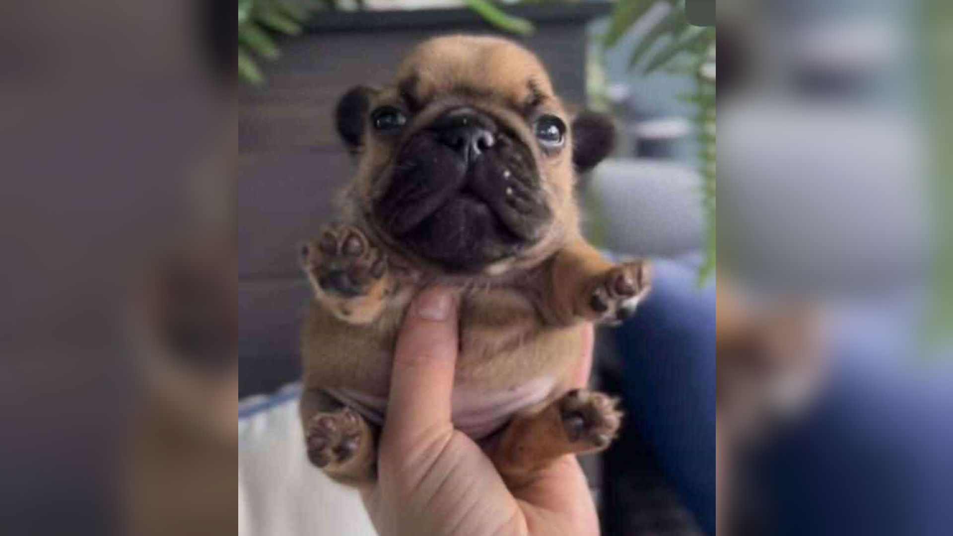 Handheld Pupper / Geeble Meme Template