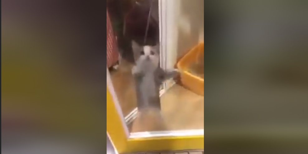 Happy Happy Happy Cat Meme Template