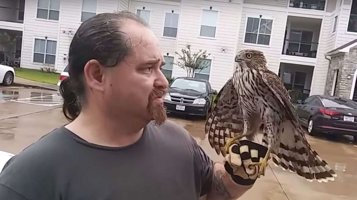 Harvey the Hurricane Hawk Meme Template