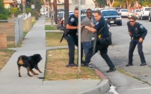 Hawthorne Dog Police Shooting Meme Template