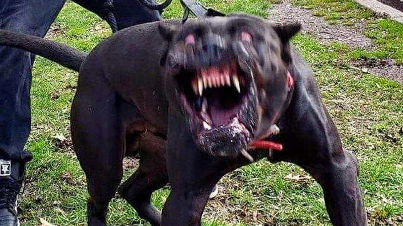 He Doesn't Bite Meme Template