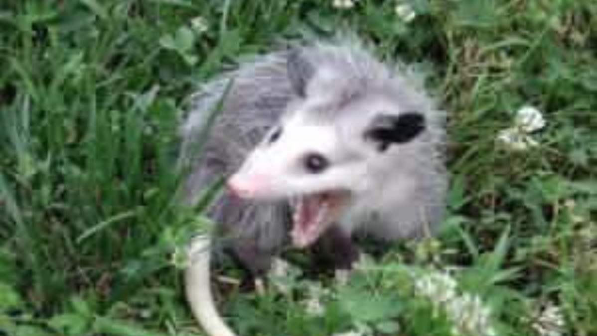 He Scream At Own Ass