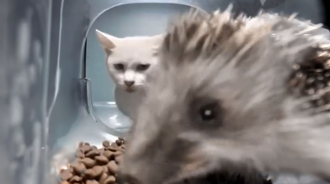 Hedgehog Eating Cat Food
