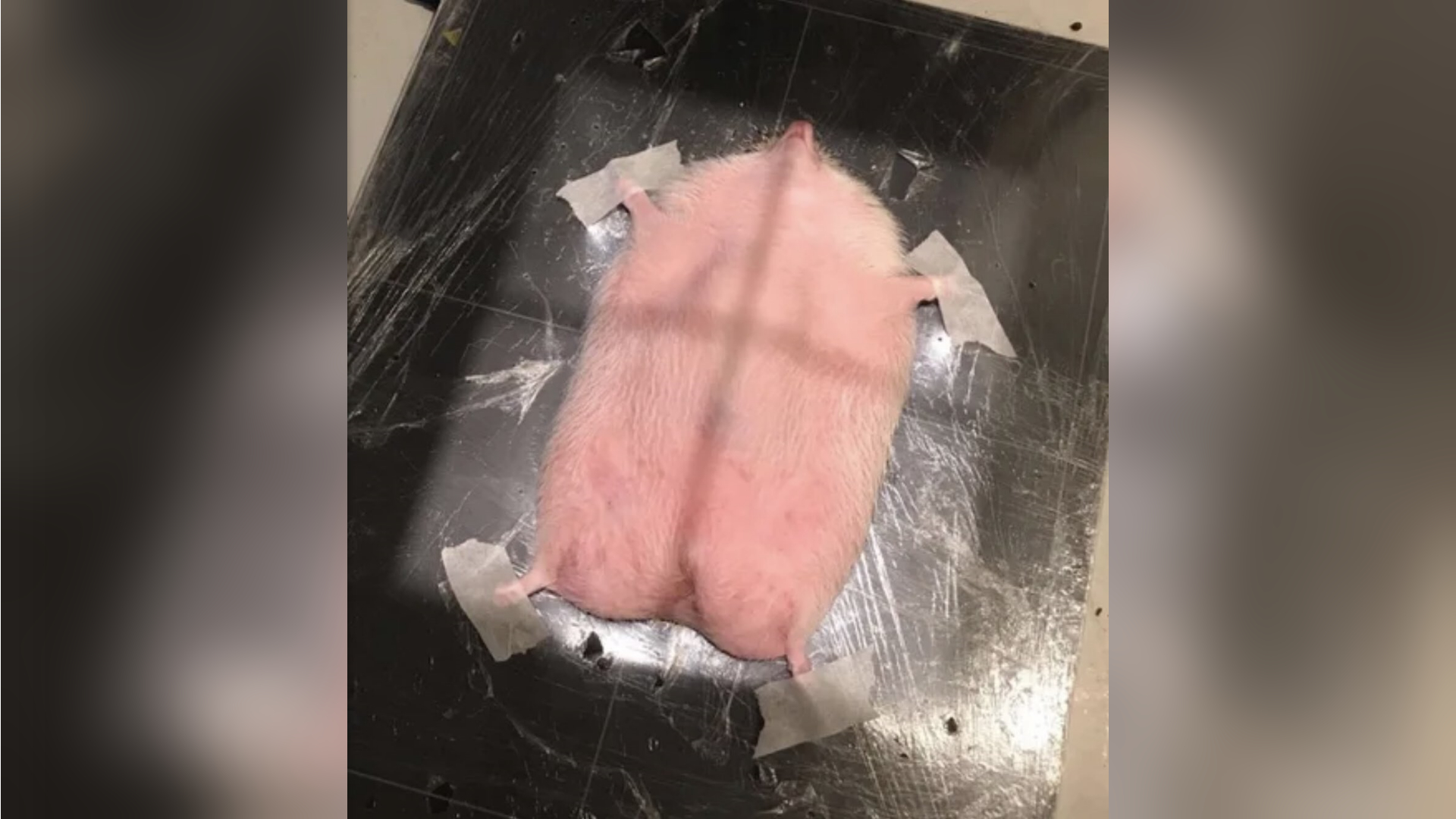 Hedgehog Getting an X-Ray