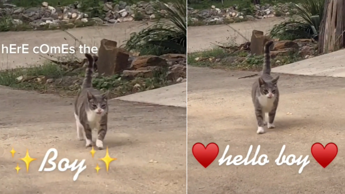 Here Comes The Boy, Hello Boy