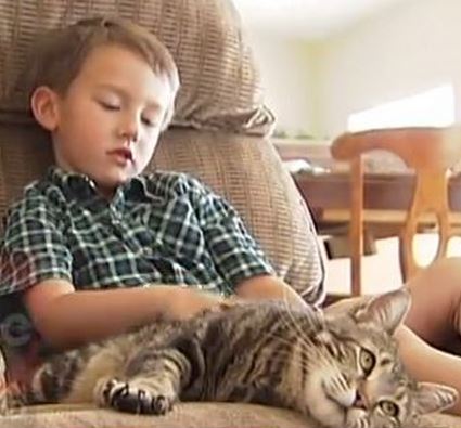 Hero Cat Meme Template