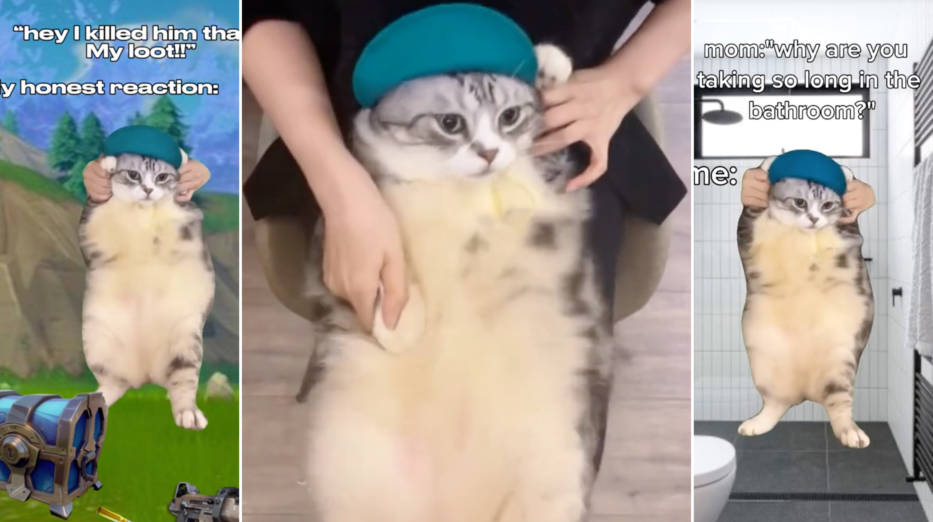 "Hey Hey You You" Cat Dancing Meme Template
