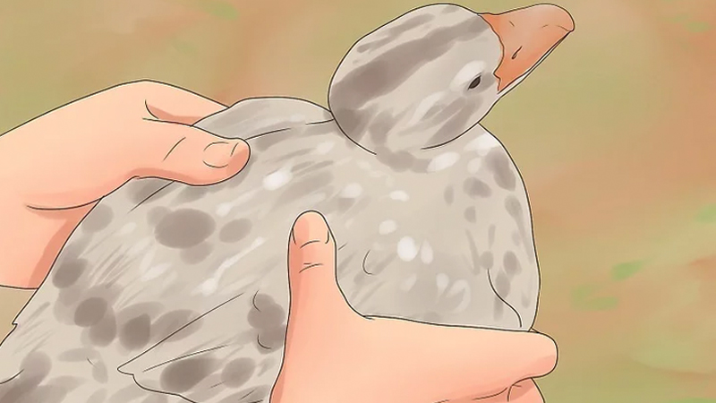 Hold Birb Gentle Like Hamburger Meme Template