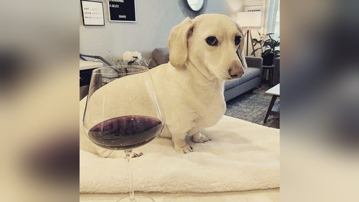 Homophobic Dog / Not Too Fond Of Gay People Meme Template