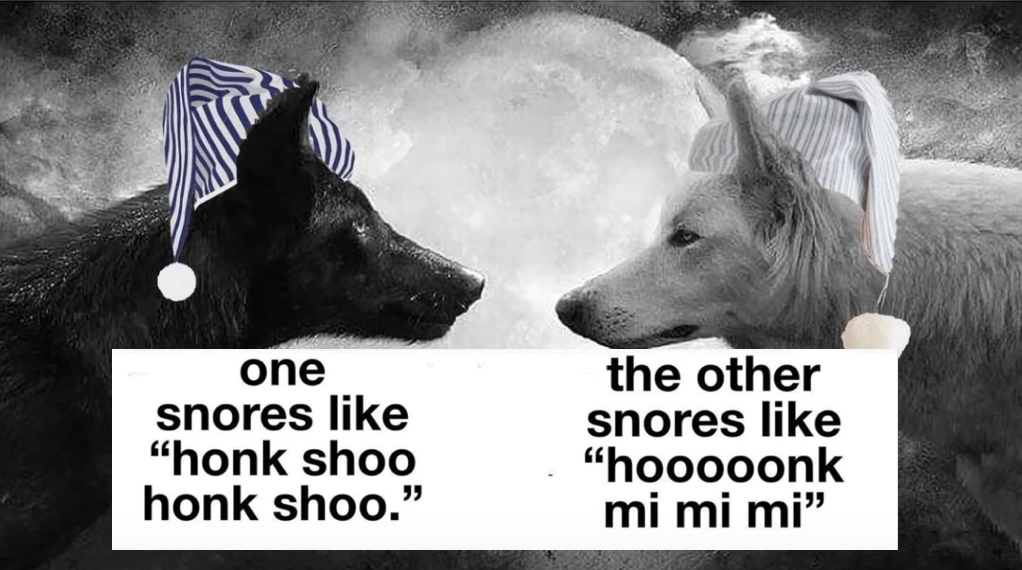 Honk Shoo / Honk Mimimi