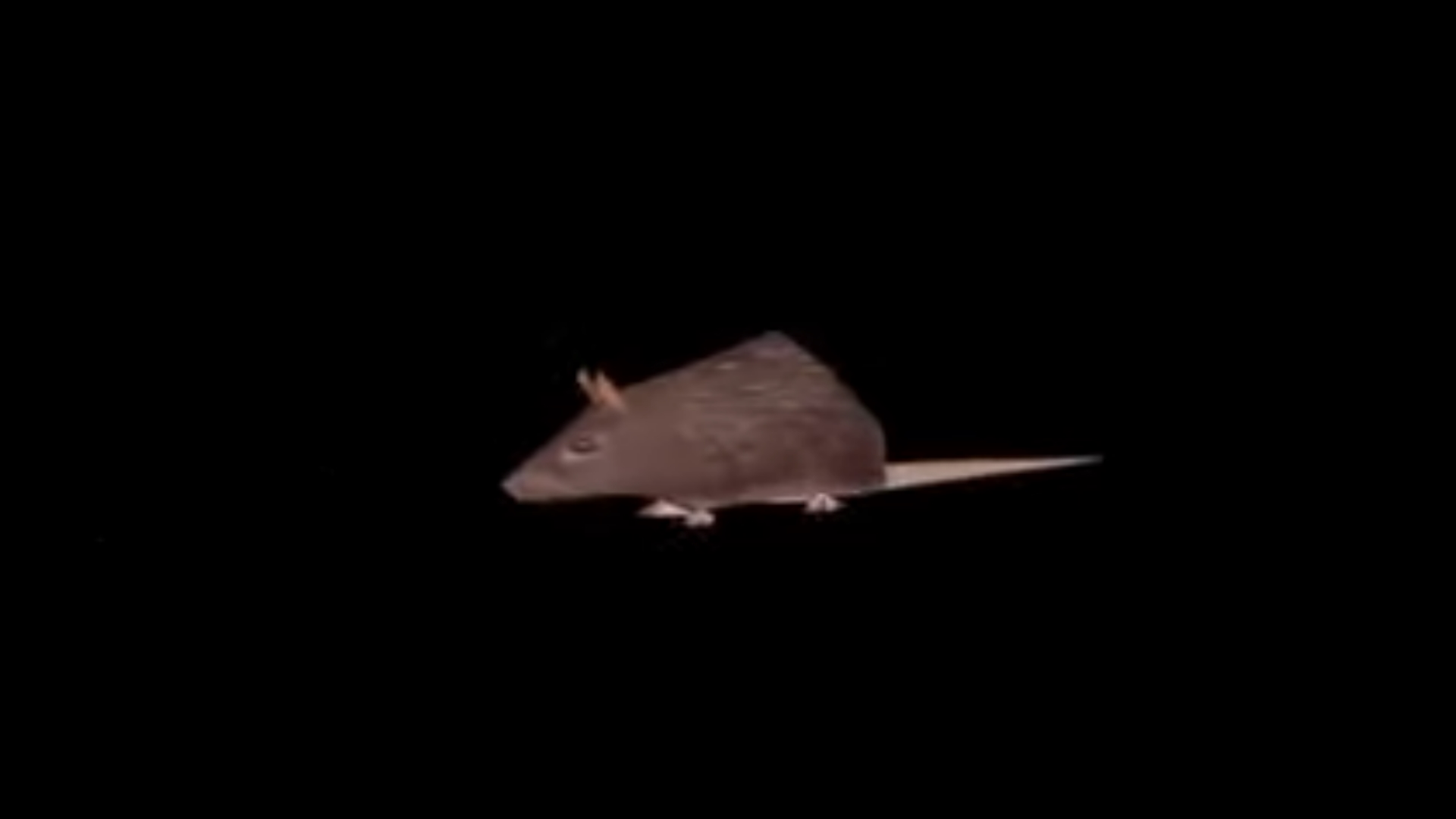 Horizontally Spinning Rat