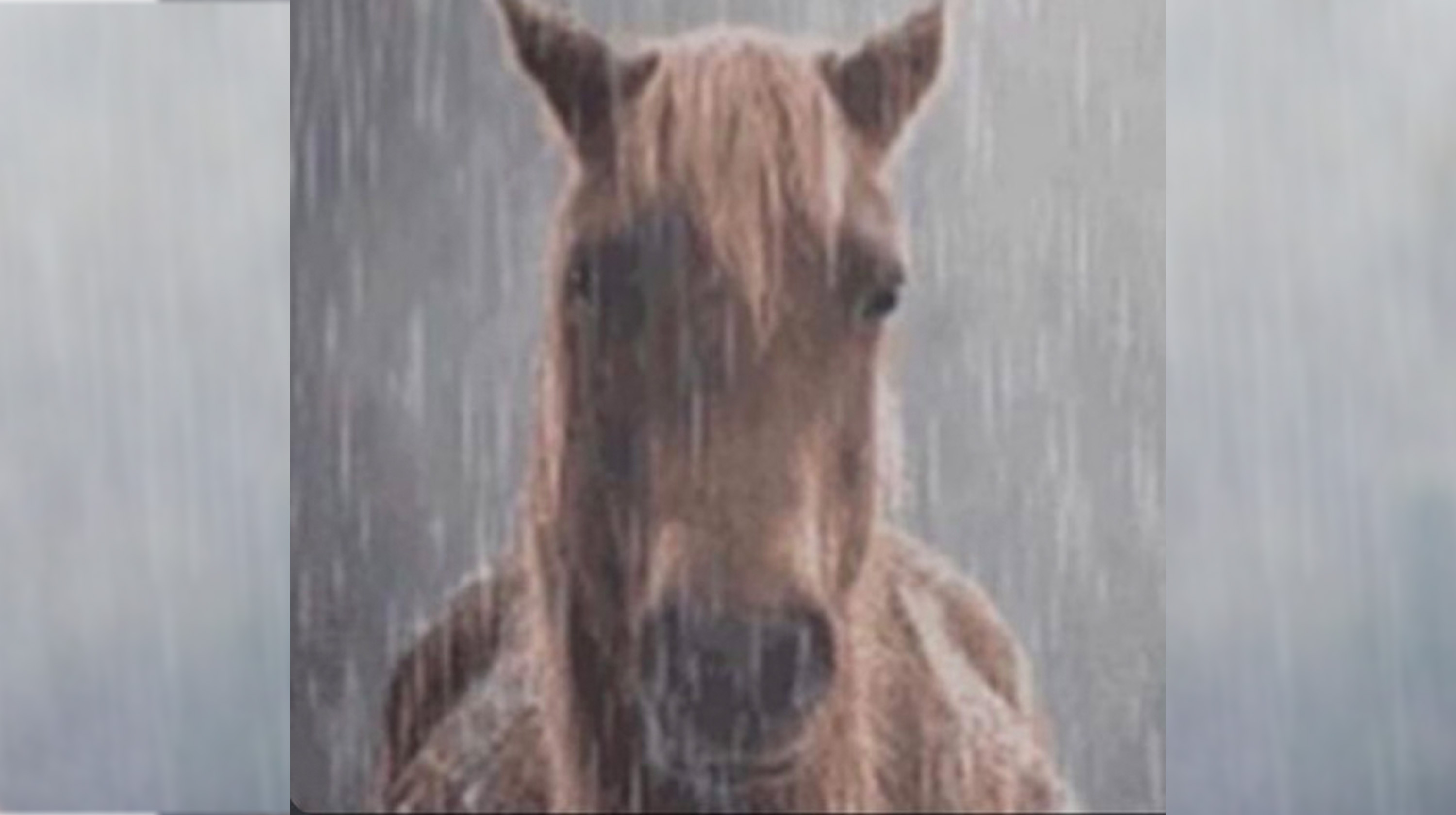 Horse in the Rain Meme Template