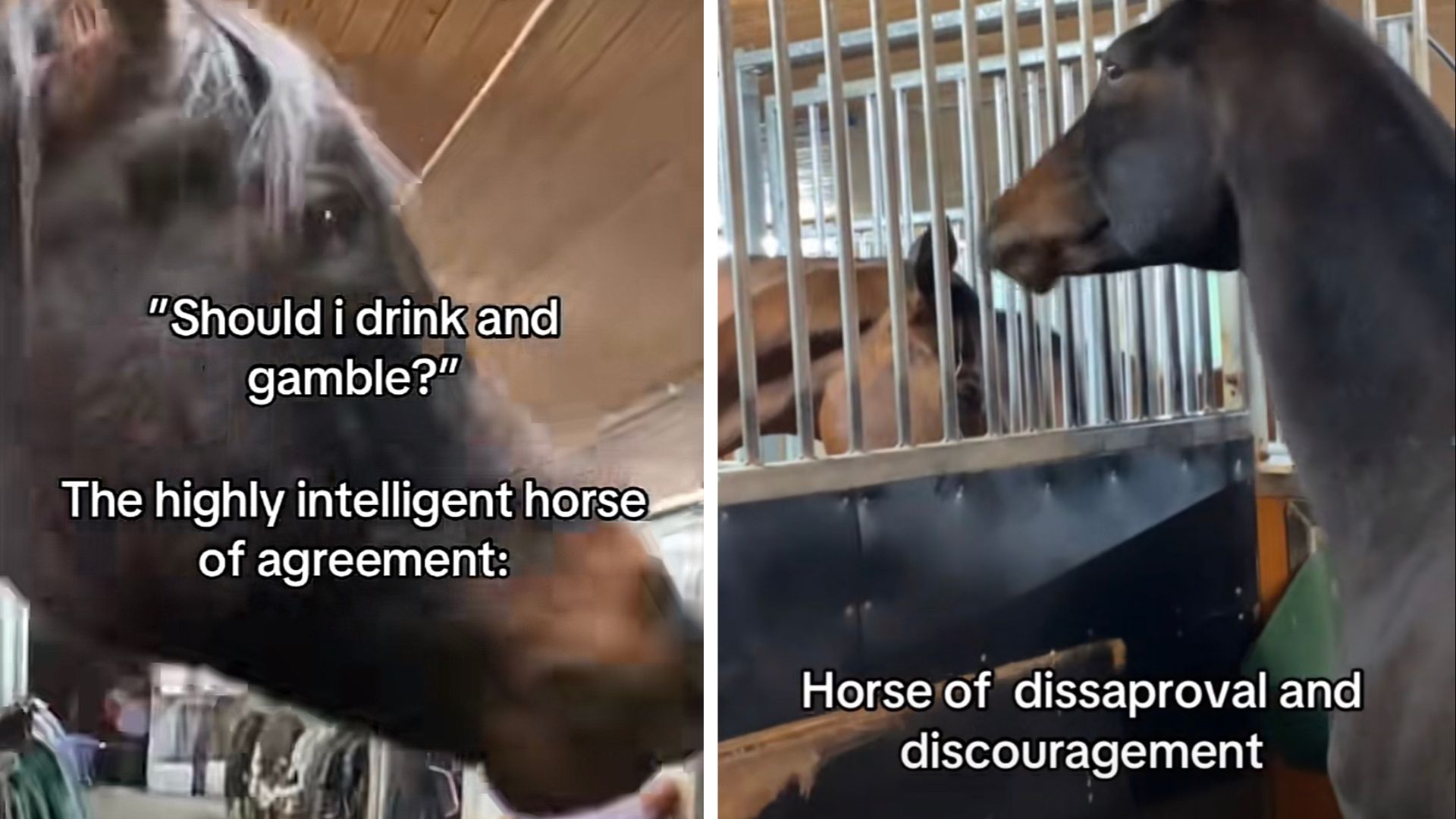 Horse of Absolute Agreement and Understanding Meme Template