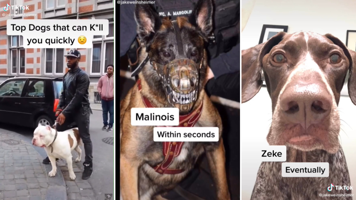 How Fast These Dogs Will Kill You