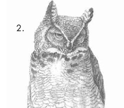 How To Draw an Owl Meme Template