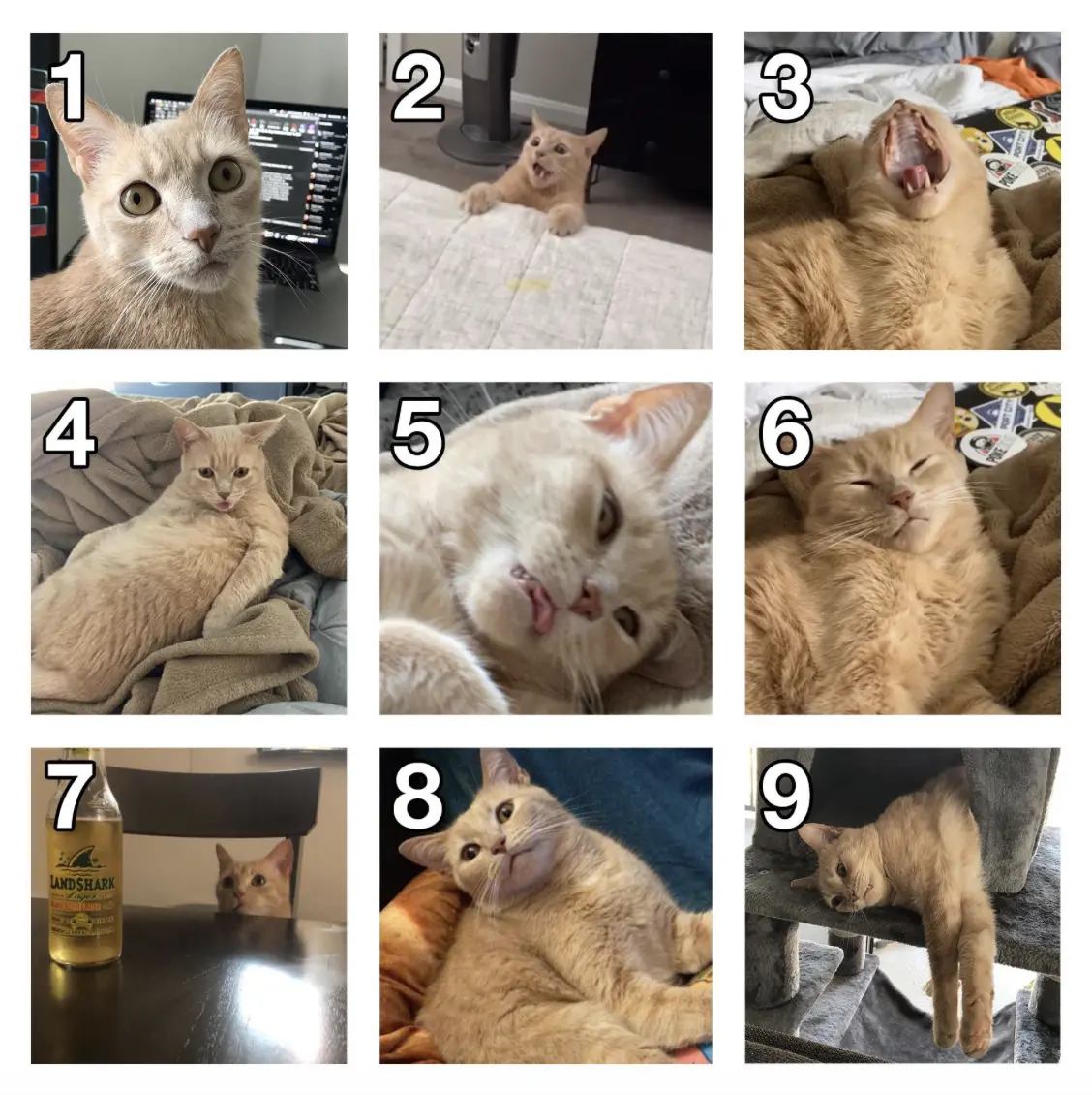How are you feeling today? (Cat) Meme Template