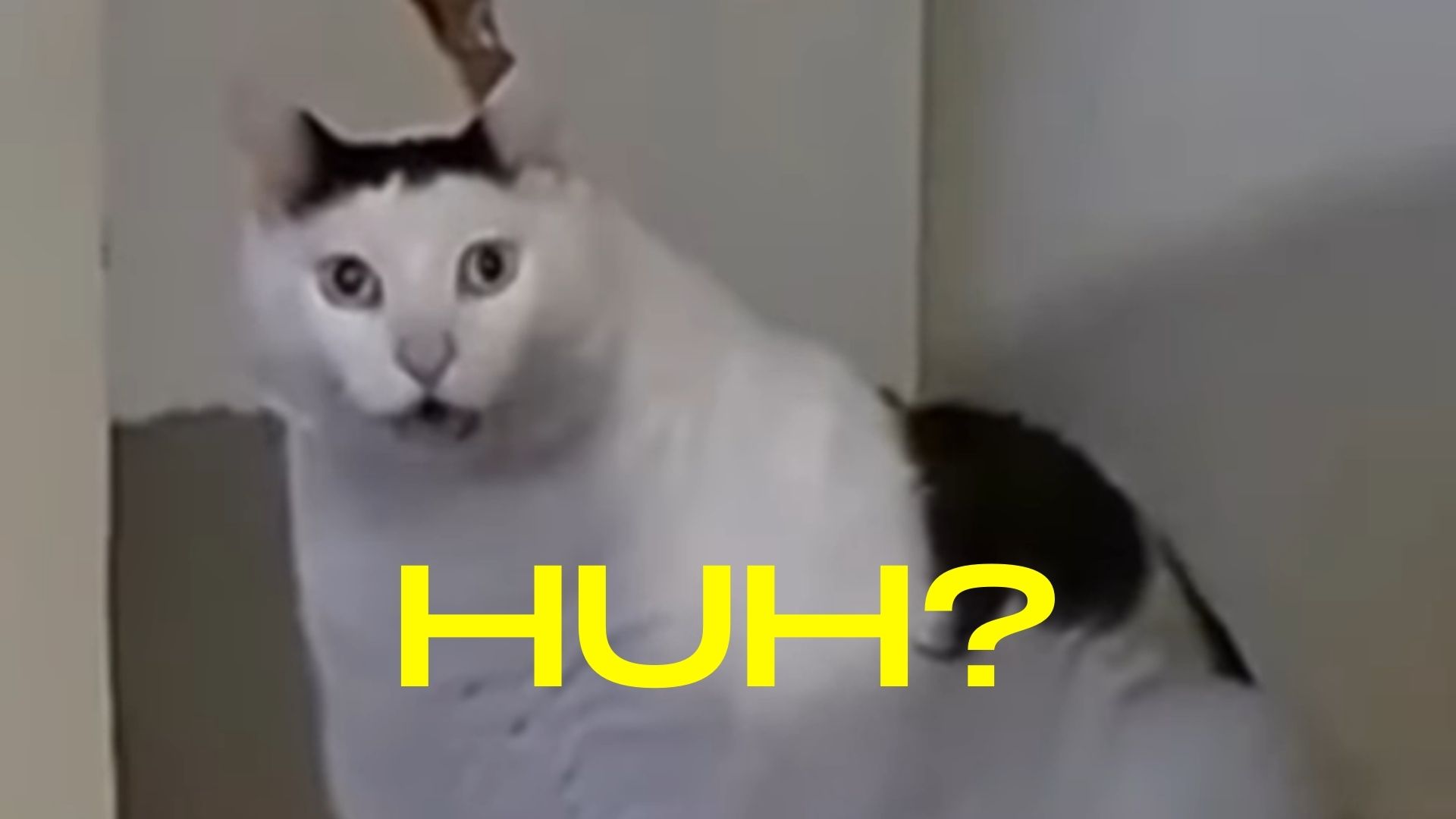 Huh? Cat Meme Template