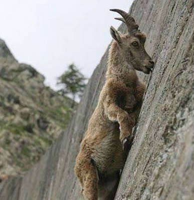 I Crave That Mineral