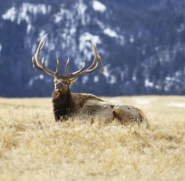 I Love Living In Meme Template