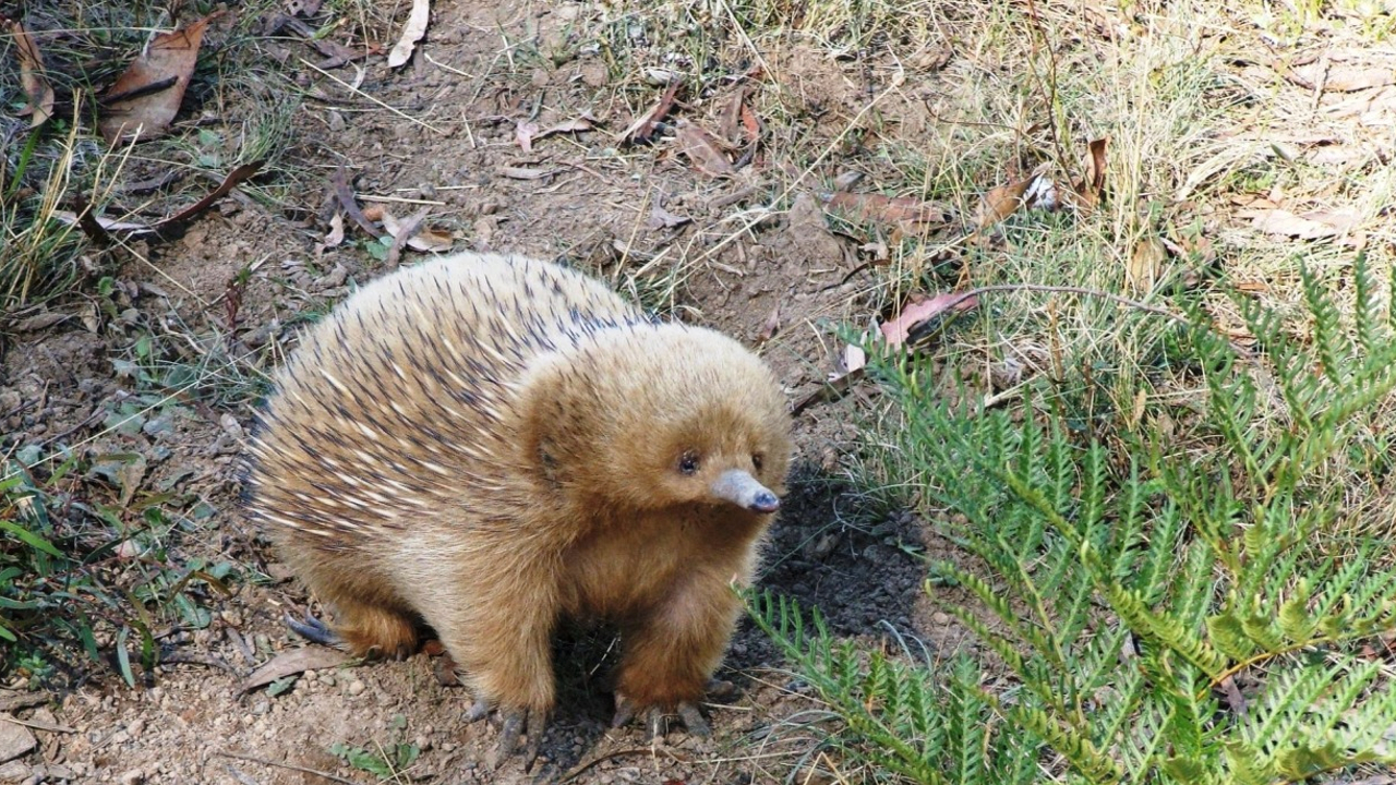 I Think It Can Digging In The Ground For Tubers