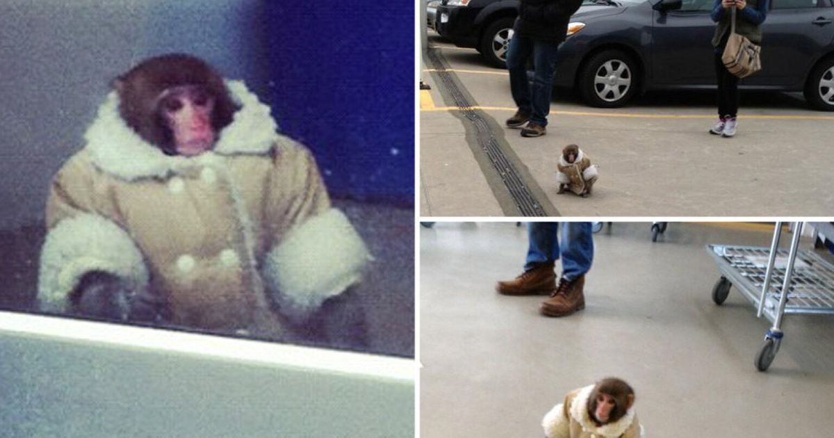 IKEA Monkey Meme Template
