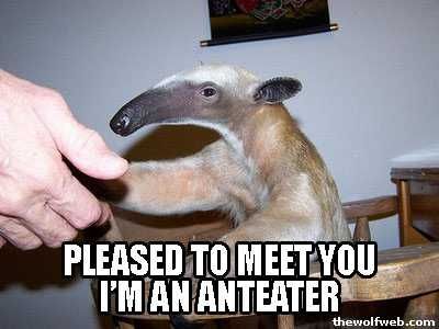 I'm an Anteater!!!