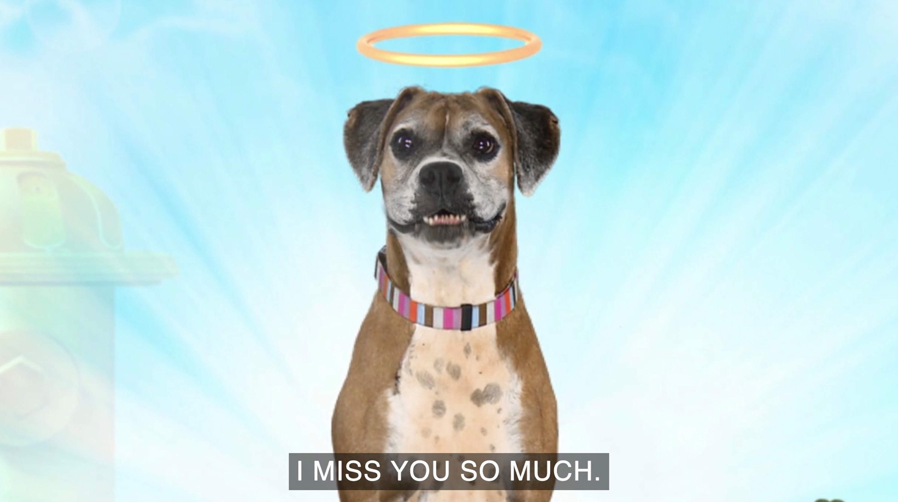 I’m In Heaven Now! So Sorry I Died. I Miss You So Much / Nathan For You's "Dog Heaven" Meme Template