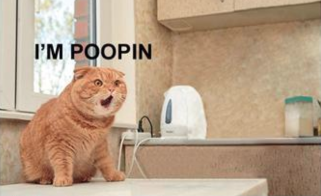 "I'm Poopin!" Cat Meme Template