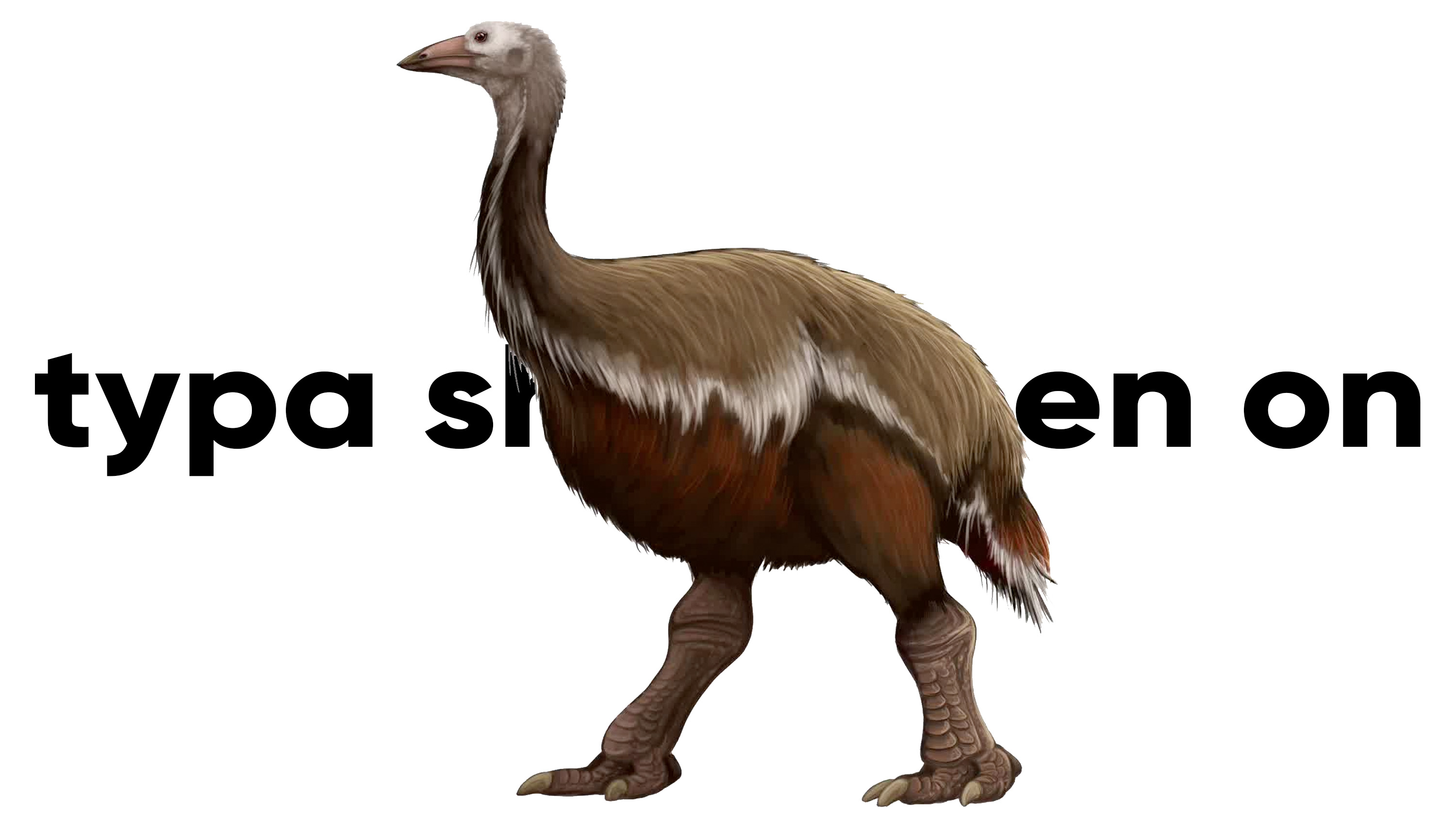 I'm The Biggest Bird