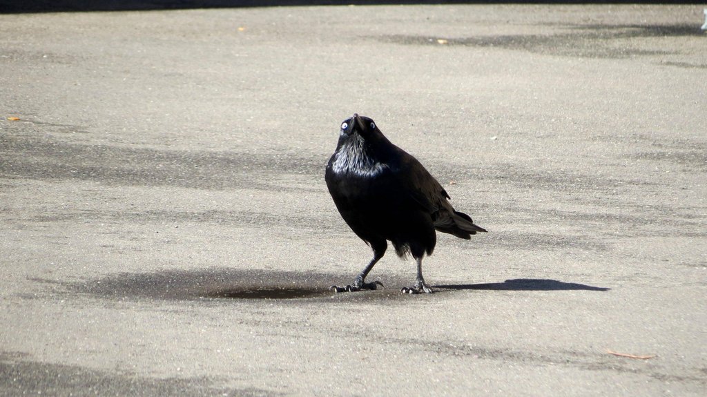 Insanity Crow