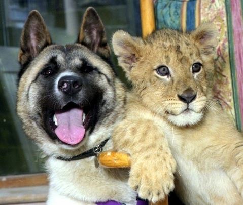 Interspecies Friendship