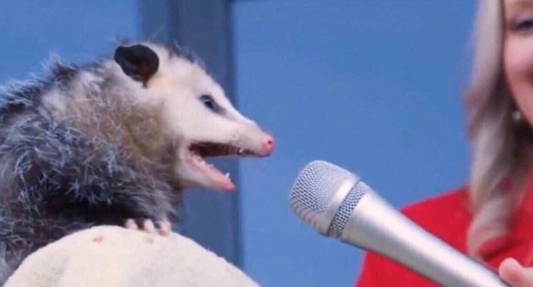 Interview Possum Meme Template