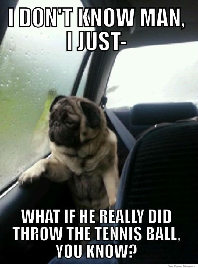 Introspective Pug