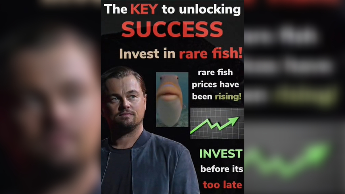 Invest In Rare Fish / Multiple Uncles