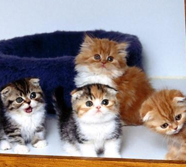 Itteh Bitteh Kitteh Committeh