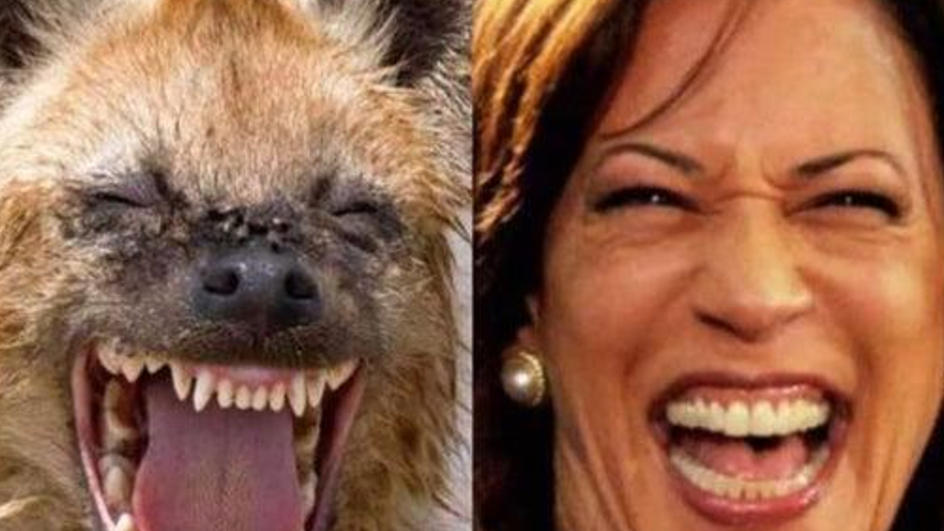 Kamala Harris Laughing Hyena Comparisons Meme Template