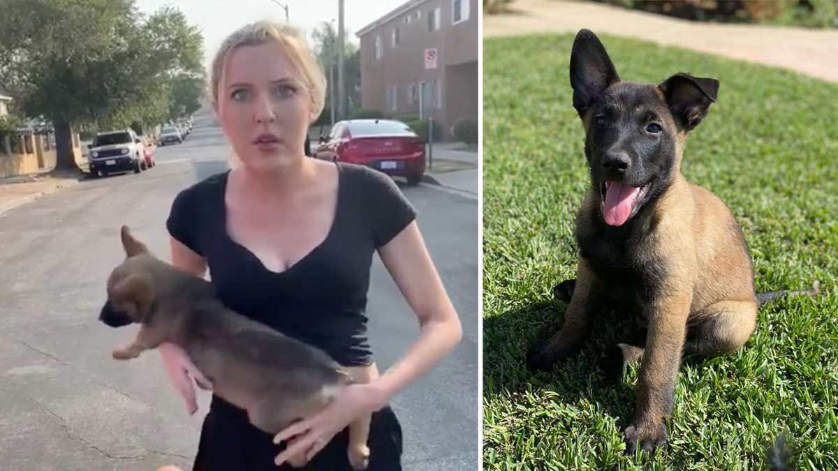 Karen Puppy Thrower Meme Template