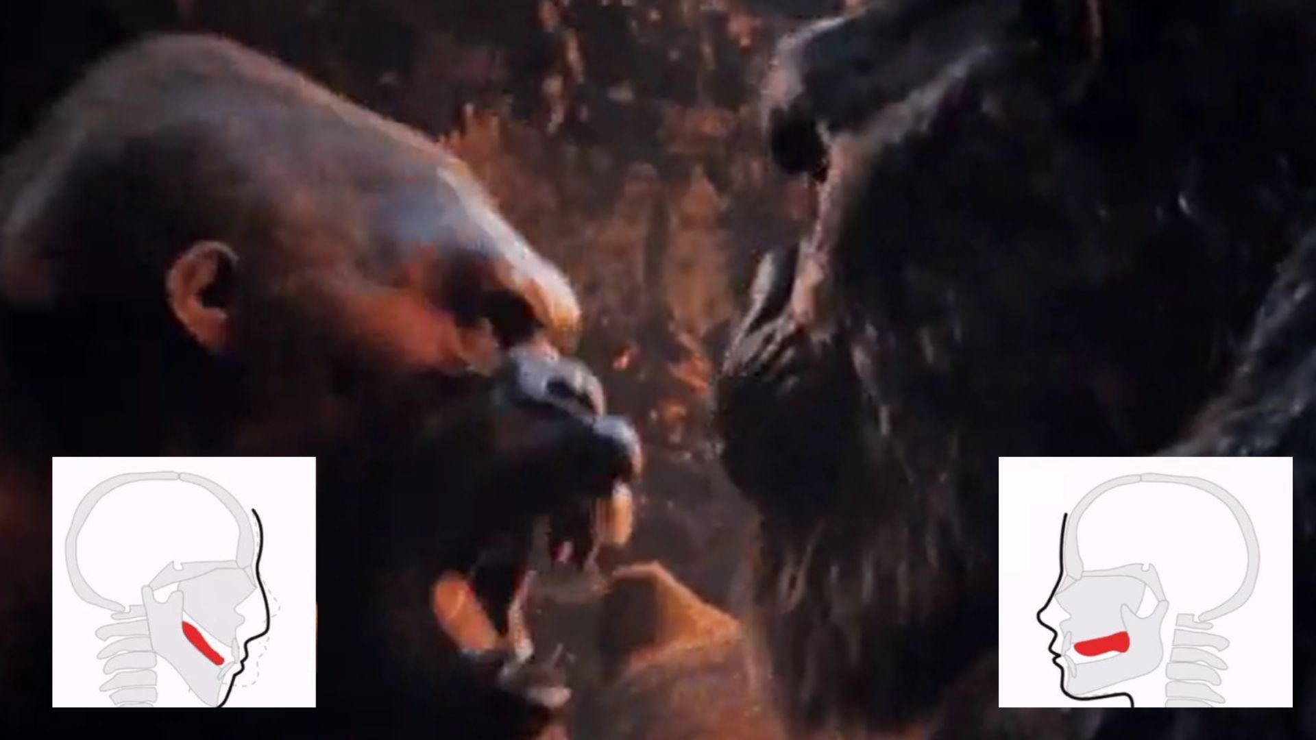 King Kong Punching a Gorilla GIF / Kong Mewing